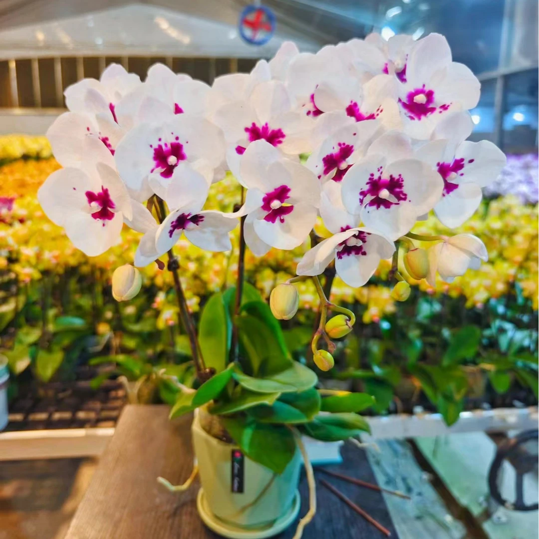 鲜花【天籁】蝴蝶兰室内种植观赏送礼带花发货