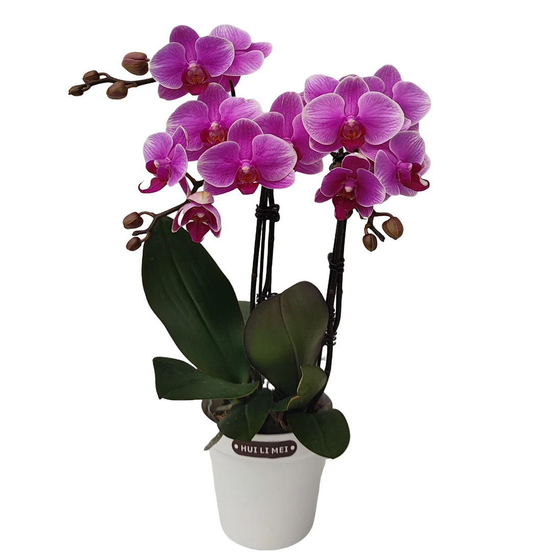 鲜花【海棠甜心】蝴蝶兰室内种植观赏送礼带花发货