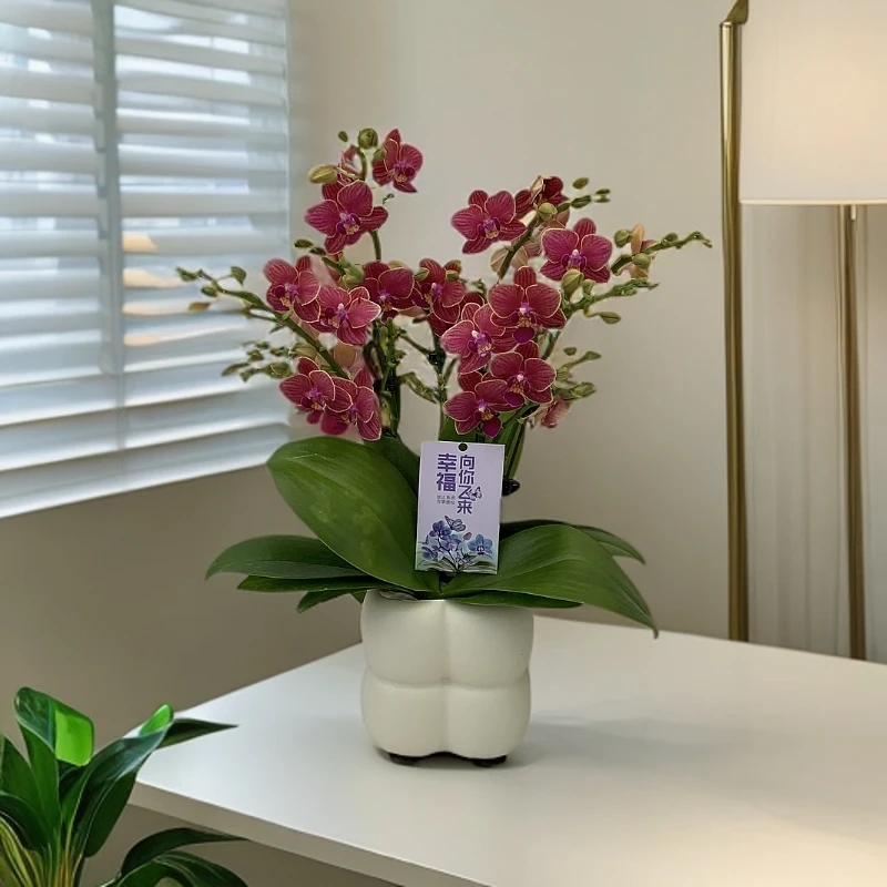 鲜花【金边玲珑】蝴蝶兰室内种植观赏送礼带花发货