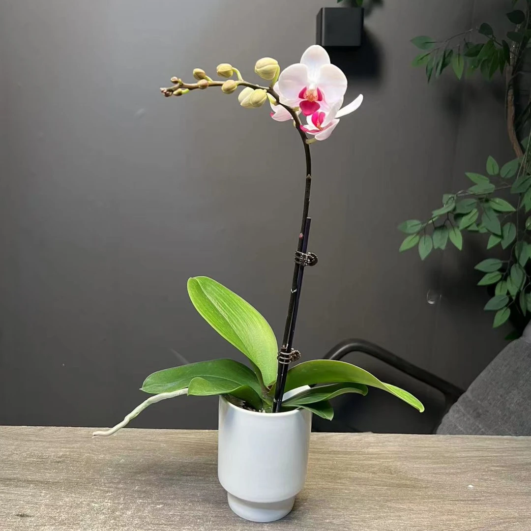 心选（貂蝉N ）蝴蝶兰包