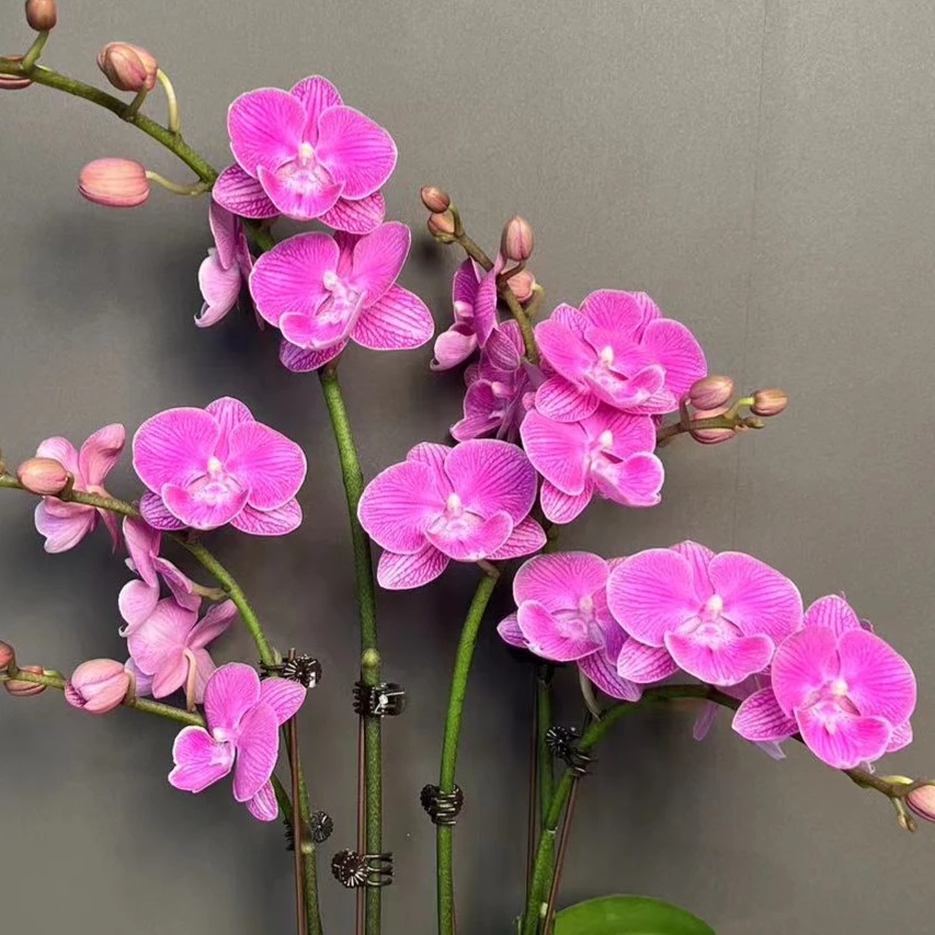 鲜花组盆【阿斯特里】蝴蝶兰室内种植观赏送礼带花发货