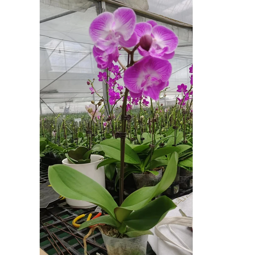 鲜花【富贵鱼】蝴蝶兰室内种植观赏送礼带花发货