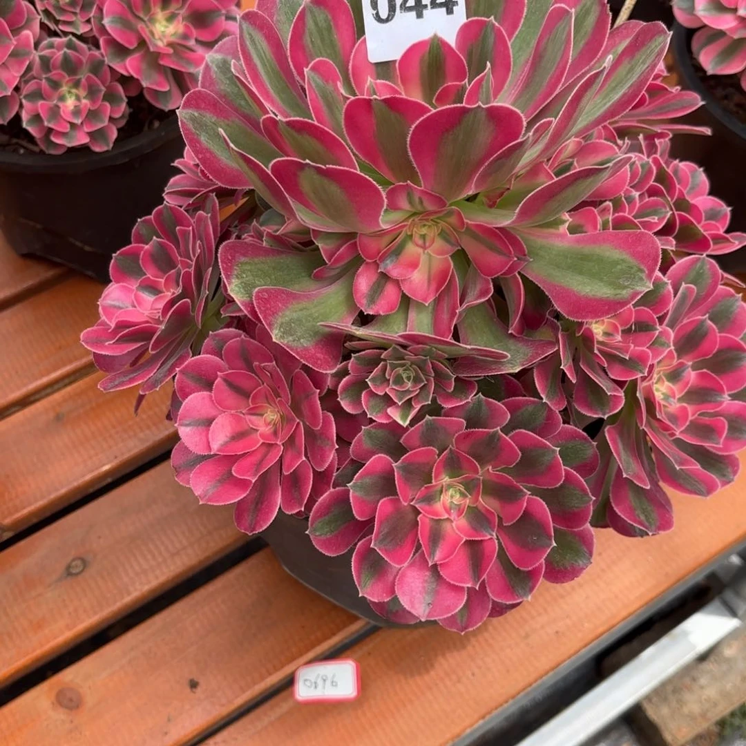 最****y粉女巫044寄养