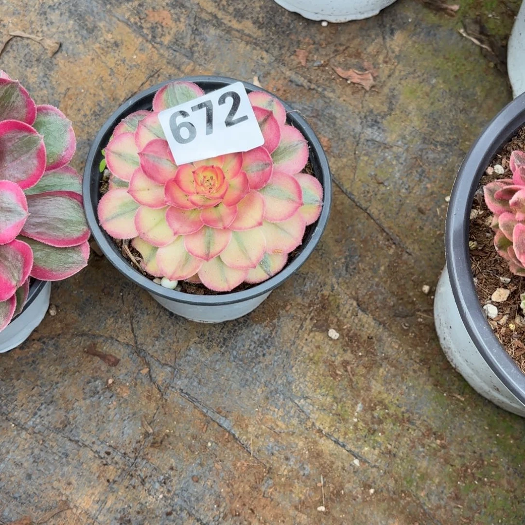 海*海神672发货，