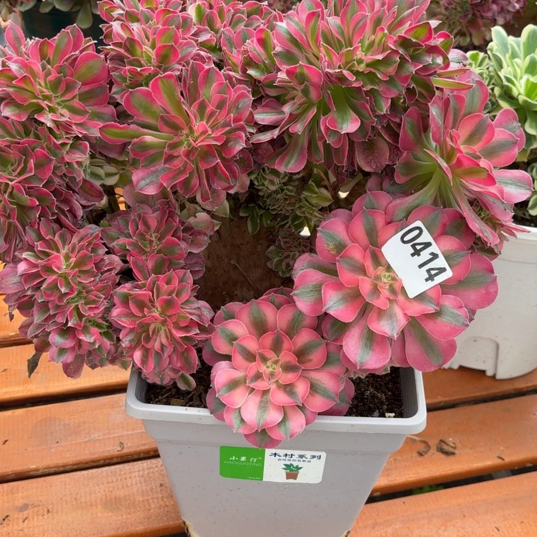 忘*草粉女郎缀化0414寄养