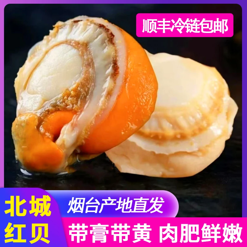 大个扇贝带膏带黄北城红贝海鲜扇贝肉顺丰冷链鲜活新鲜产地直供