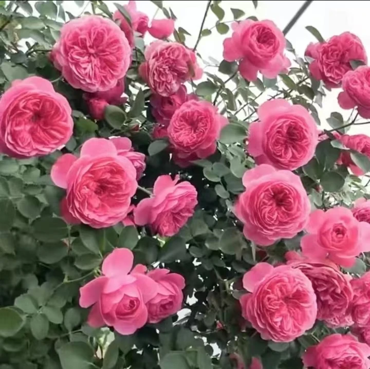 【粉色达芬奇】1.5米爬藤月季藤本四季开花庭院植物阳台盆栽送肥料