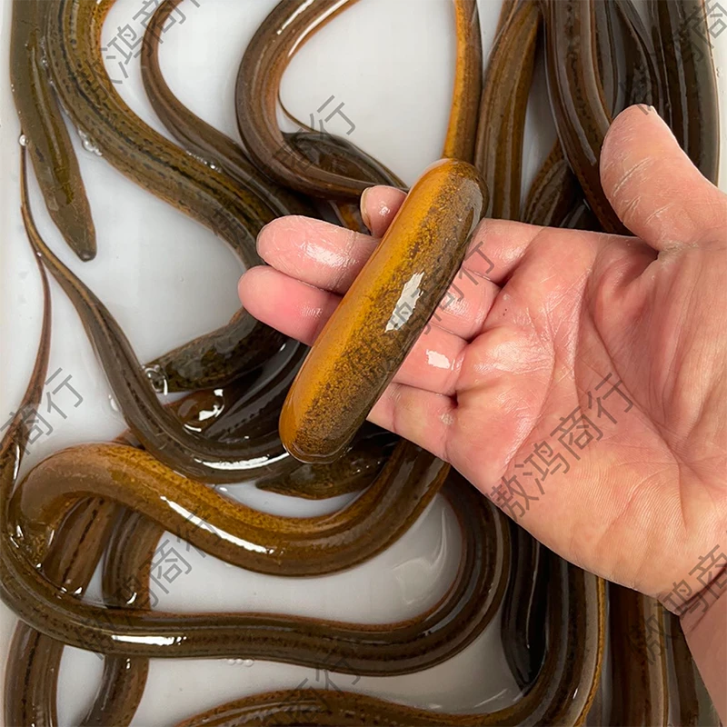 【鲜活】 2两到3两之间 江北纯野天湖土鳝鱼活体到家  顺丰