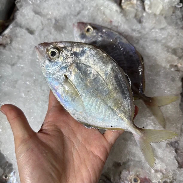 汕尾本港野生油鲫鱼 香鱼