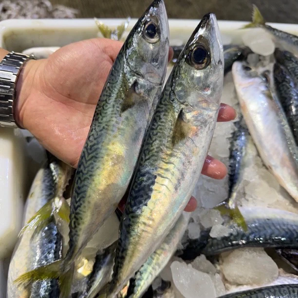 汕尾本港野生花仙鱼 花鲜鱼