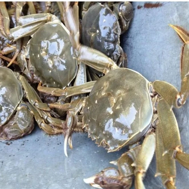 【精品大闸蟹】～公母〖多种规格任你选〗