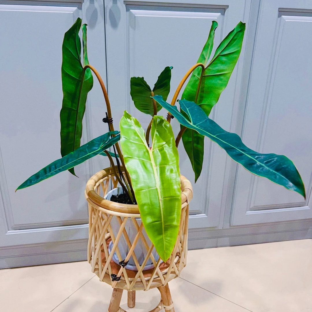 悦然 橙柄蔓绿绒 ins风网红进口绿植盆栽室内阳台观叶热植盆栽