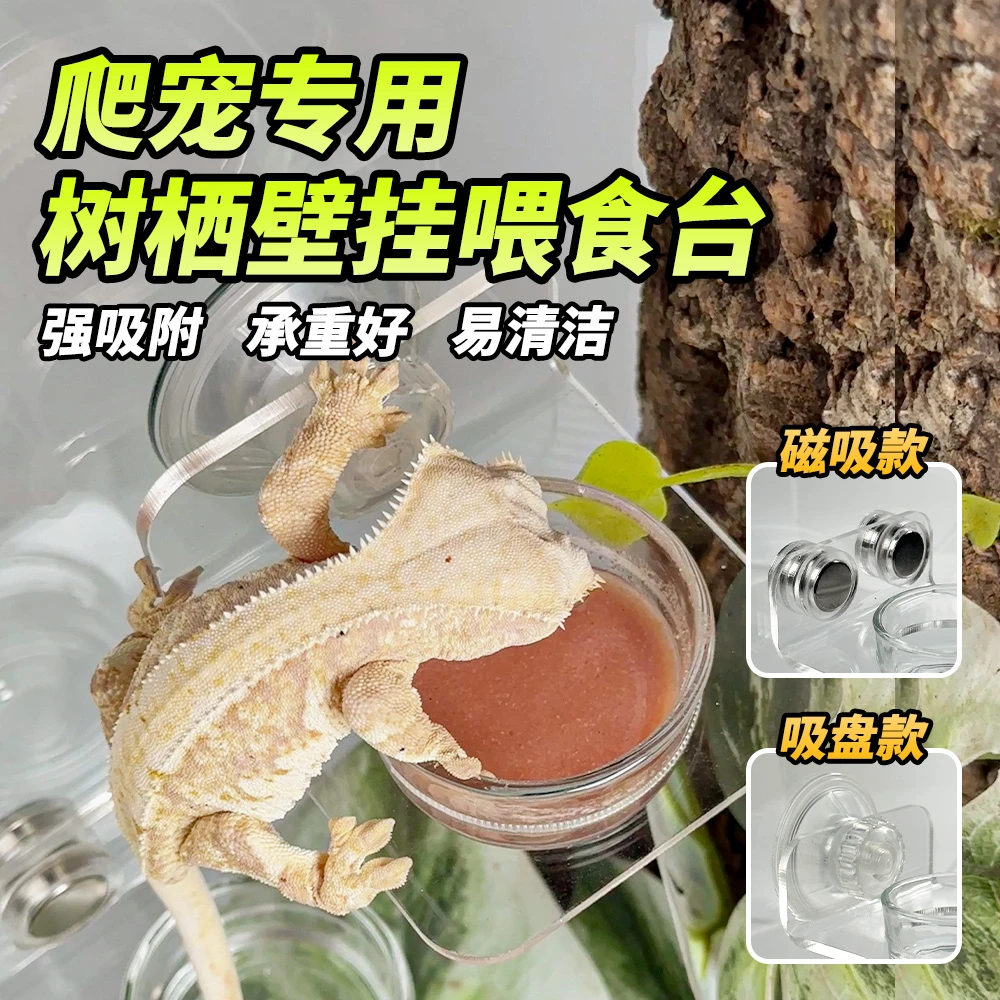 睫角磁吸喂食台玻璃食盆树栖爬宠R属吸盘亚克力