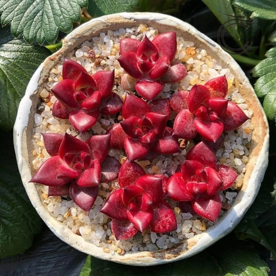 罗宾鸡血多肉植物罗密欧四季盆栽东云系火焰红骑士黄皮乌木黑檀汁