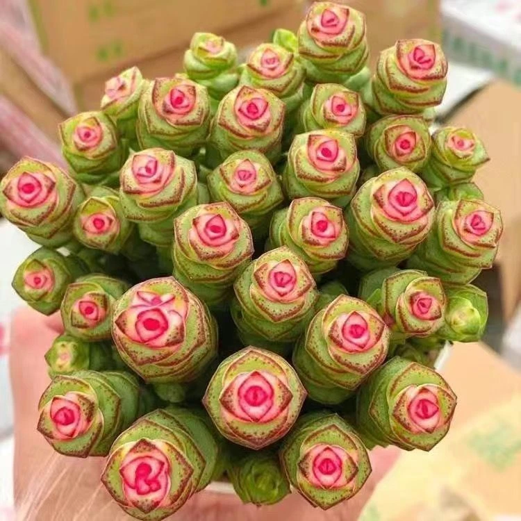 彩色钱串多肉植物 钱串子 多头群生萌肉肉室内阳台办公室花卉盆栽