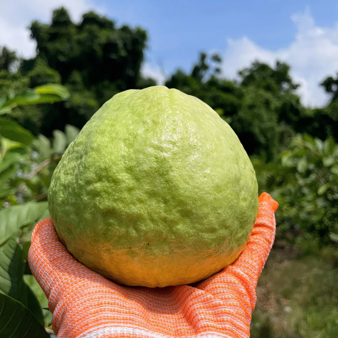 海南福山白心珍珠番石榴自家果园现摘现发爽脆多汁好吃老树树上熟