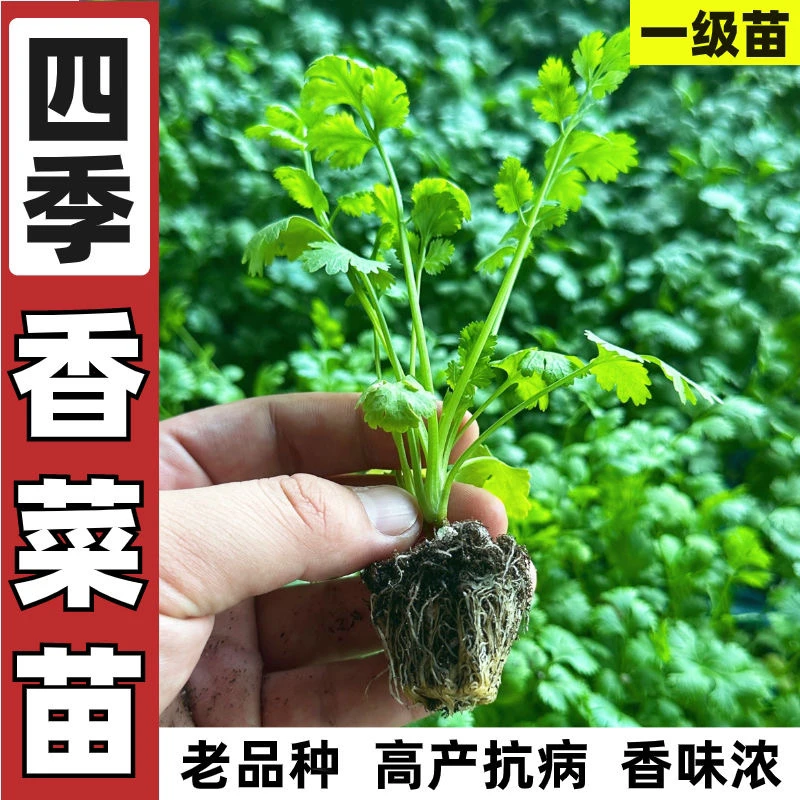 山东老香菜籽苗四季盆栽速生阳台老品种味浓地道春秋耐寒种子高产