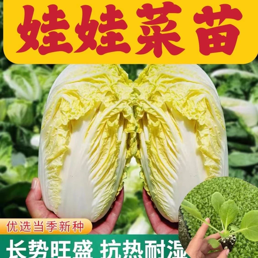 寿光基地直发娃娃菜苗高产抗病绿色蔬菜种植娃娃菜黄心四季蔬菜苗