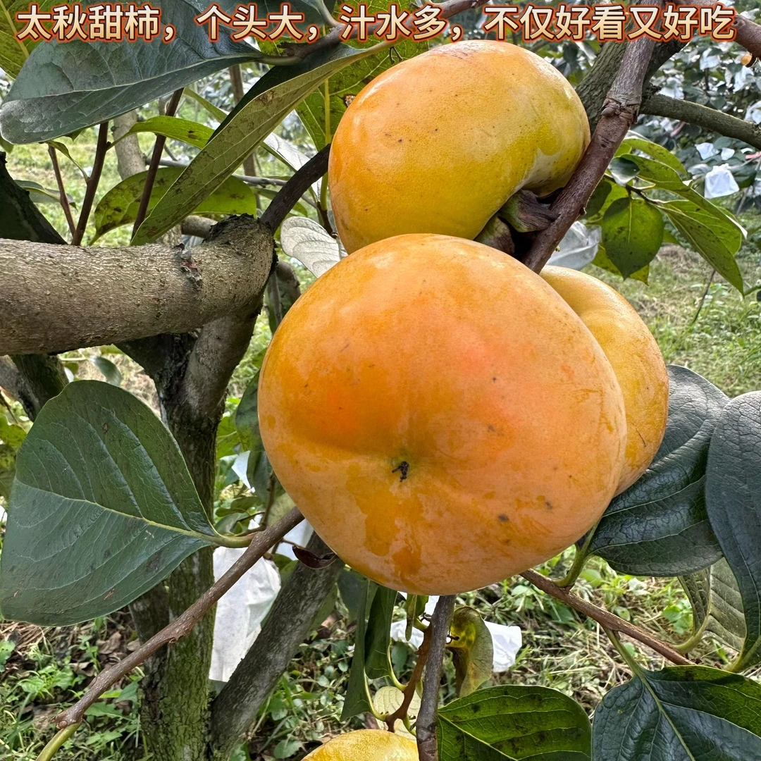 正宗太秋甜脆柿树一物一拍链接
