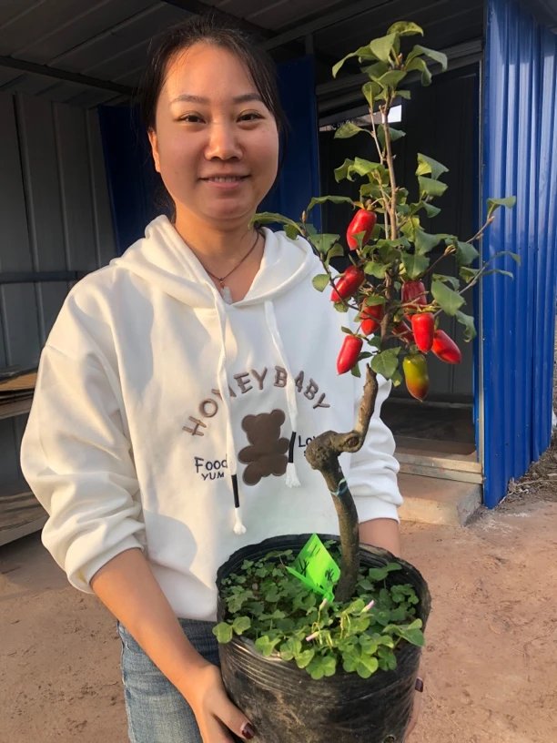 灌木金弹子·雪红果