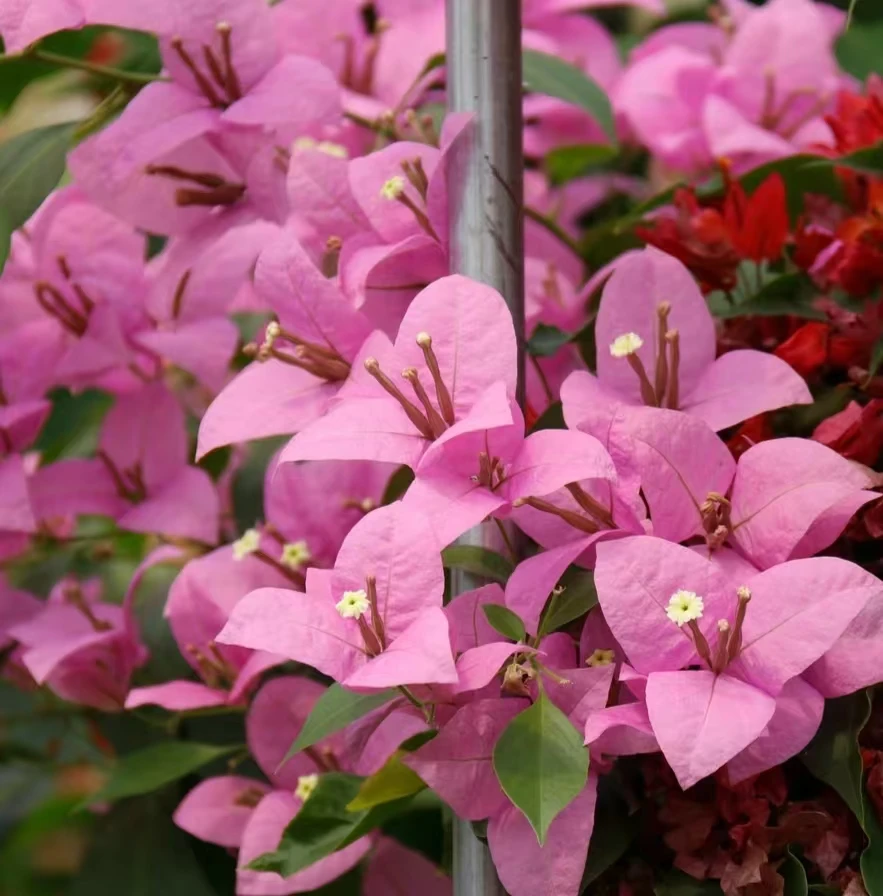 塞佛里三角梅带花发货四季开花