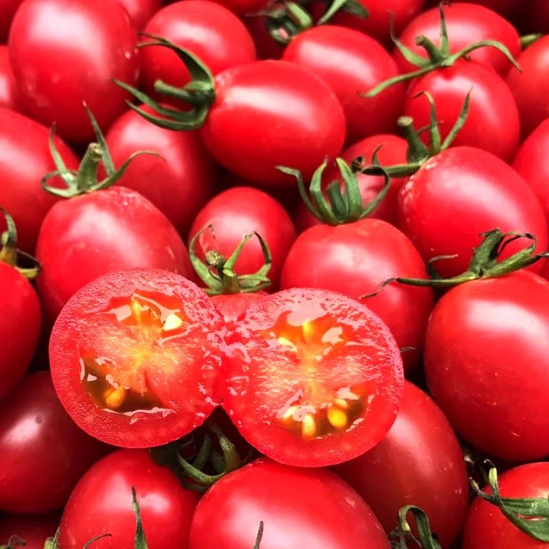 千禧西红柿净重约7斤新鲜
