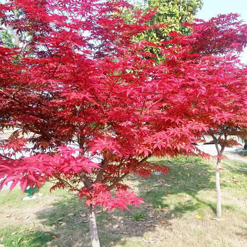 红枫树苗庭院阳台盆栽地栽红枫苗绿化苗木景观树