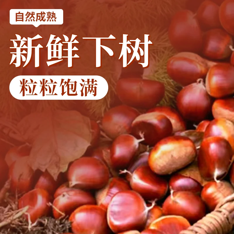 2024精选新鲜高山老树南山板栗带壳软糯香甜果肉饱满珍珠栗桂花栗