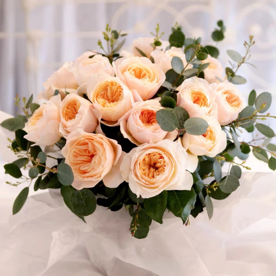 朱丽叶观花植物30cm以下冬季月季开花性好观赏价值高