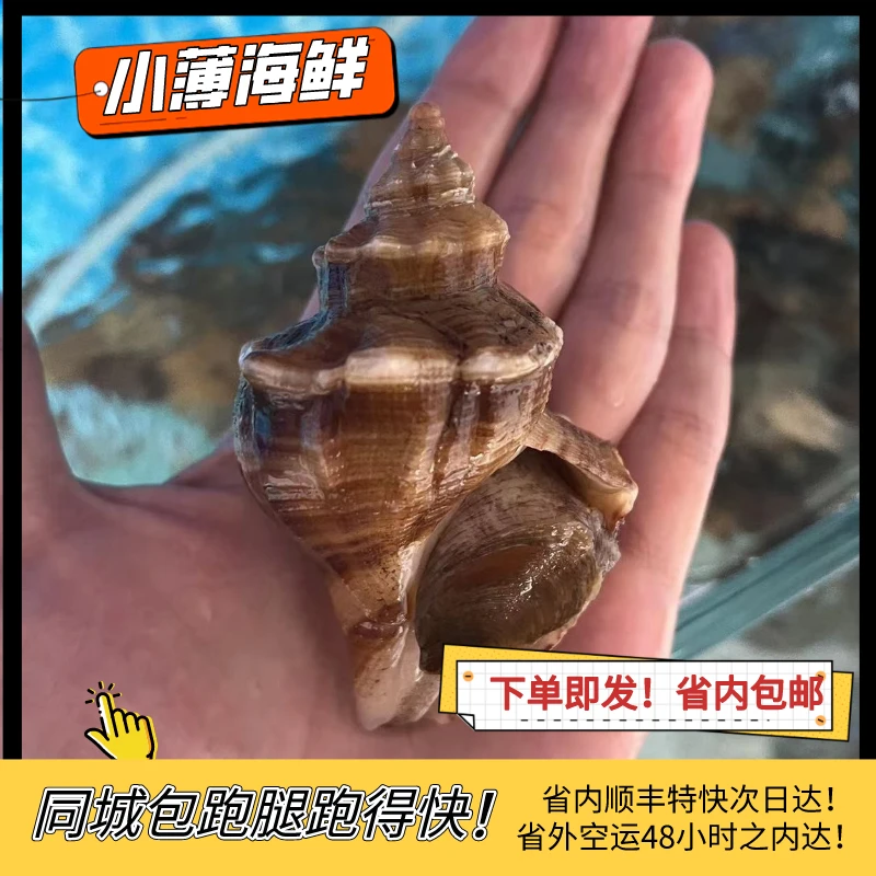 大连本地鲜活海螺 【2斤起拍】包鲜不包活