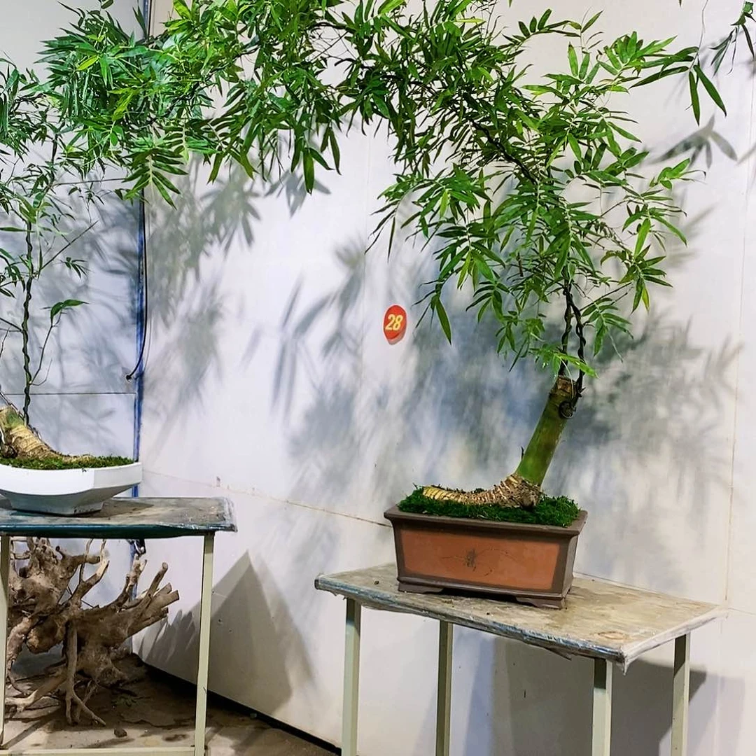 小叶簕竹一物一拍