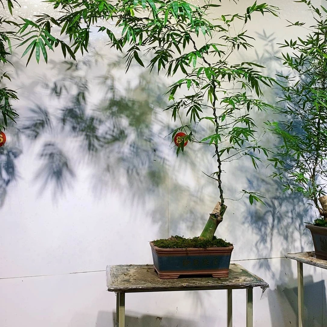 小叶簕竹一物一拍