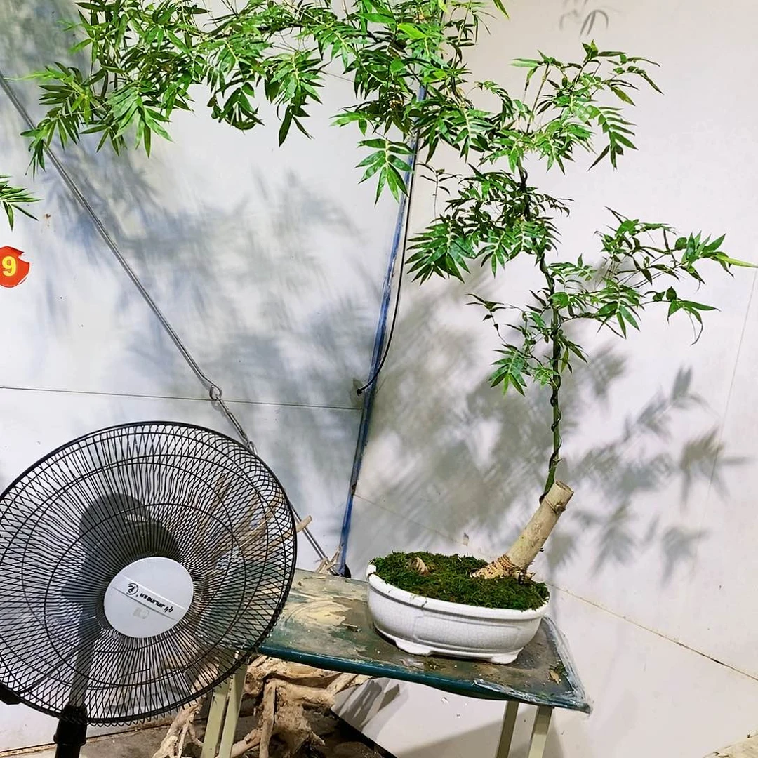 小叶簕竹一物一拍