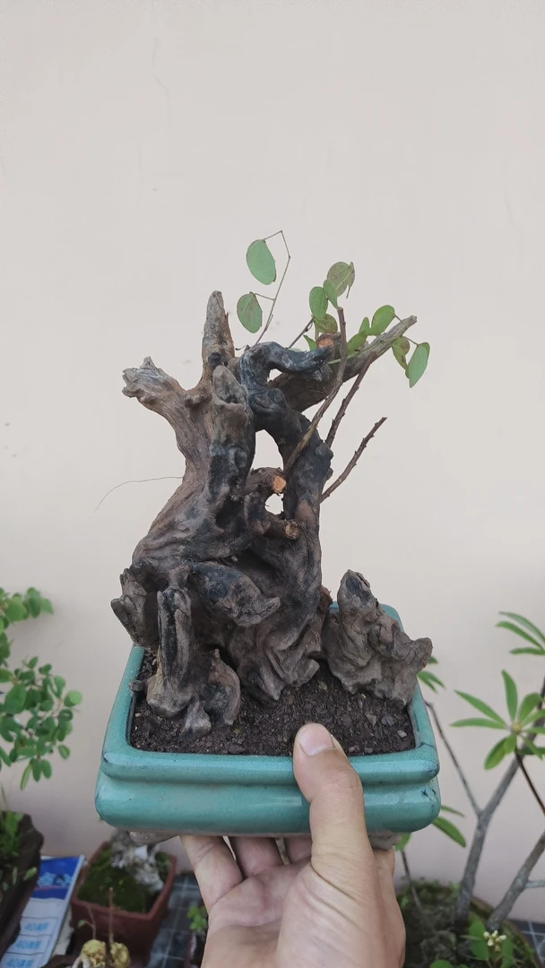 羊蹄甲一物一拍福利价！