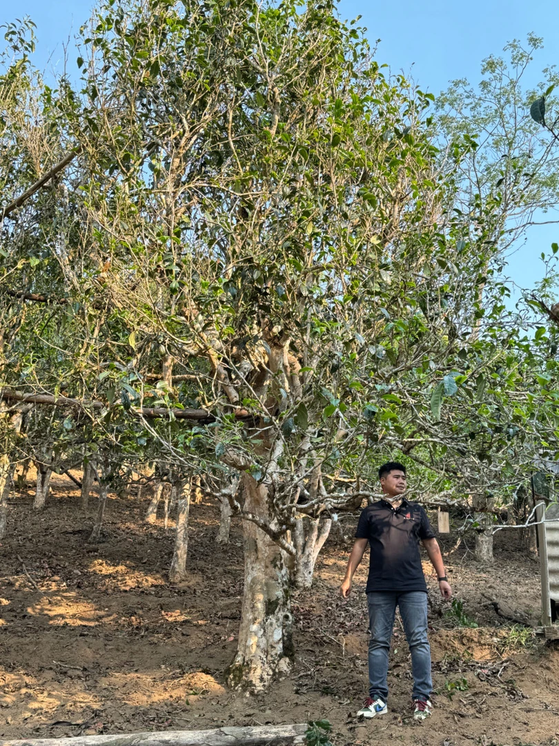 老班章古树挑采  5个地块 散茶  生茶（拆封不退）