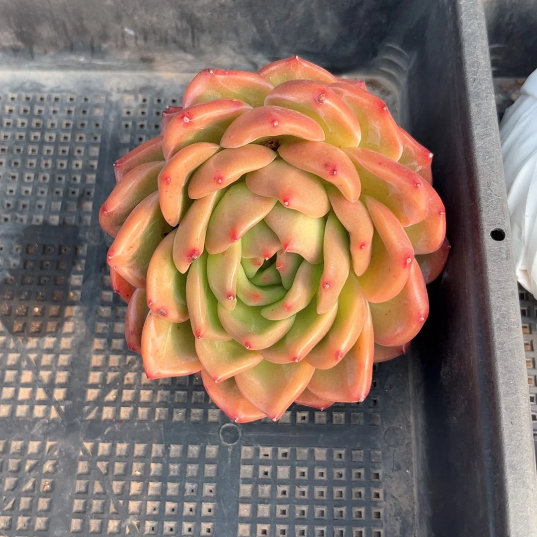 山雅的香槟两百米