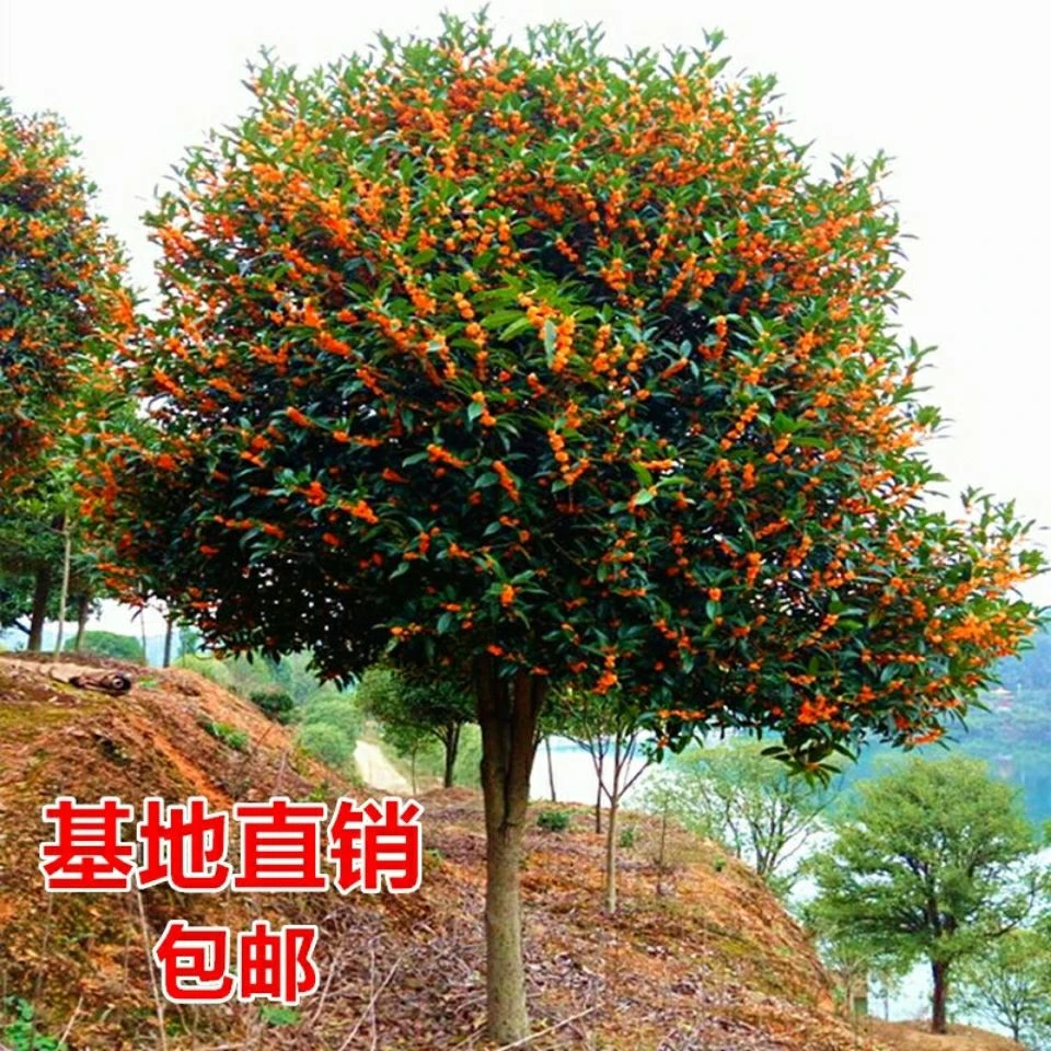 桂花树苗大型地栽室外绿化庭院花卉植物常青金桂丹桂沉香桂耐寒