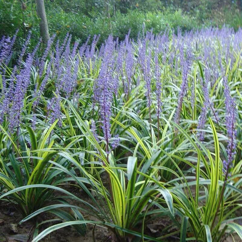 金边麦冬草苗室外地栽宿根花卉草花花苗常绿耐寒庭院草本花草植物