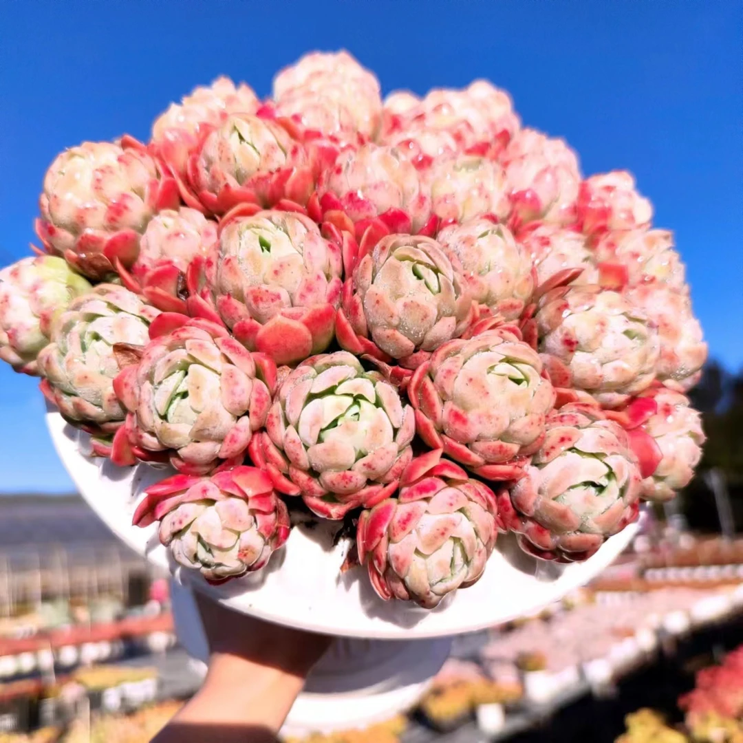 X 香妃贝瑞(18-20公分)+罗马盆 精品多肉耐旱耐冻种植新手好养