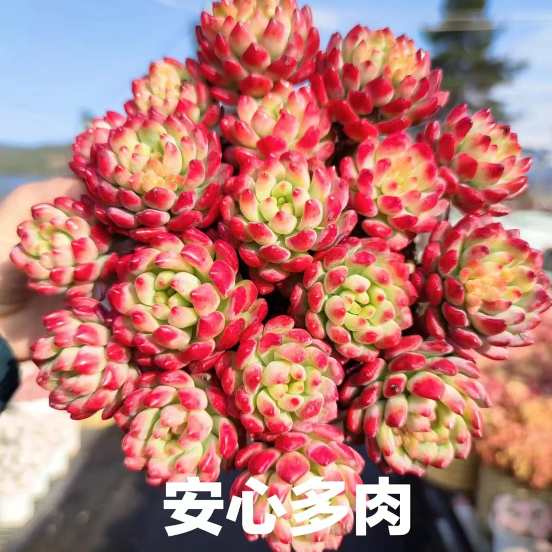 X蓝苹果（15-17公分） 新手好养 多肉植物带土喜阳耐旱通风