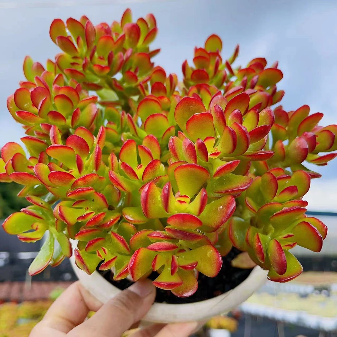 X 红叶玉树(16-18公分)精品多肉云南直发耐旱种植新手好养