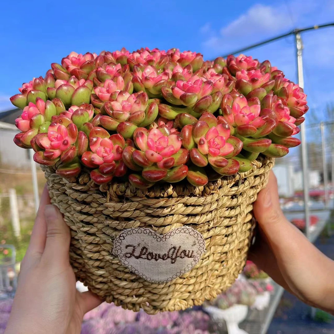 G 彩虹香豆（18-20cm左右）+编织篮 云南多肉基地带盆发货 喜阳通风