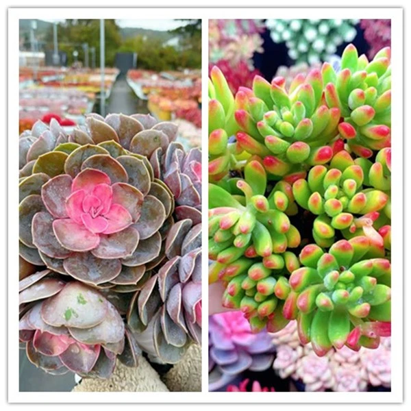 X  牡丹仙子组合 莲花座 新手好养 云南直发 喜阳耐旱