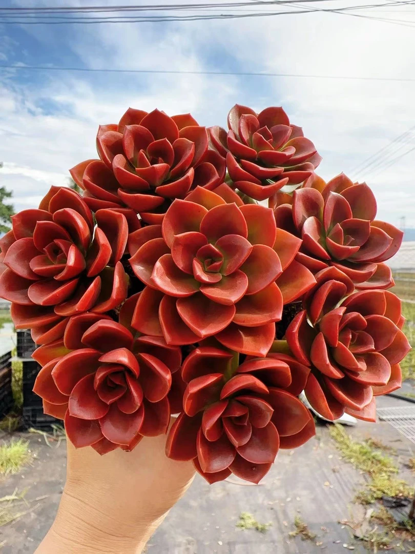 W【红酒玫瑰】拍一发二  新手好养 10-12cm 带盆带土 向阳多肉