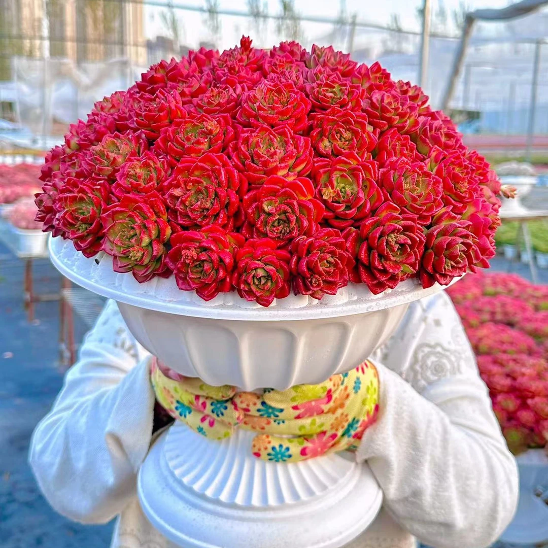 G 鸡血火焰玫瑰(25-28cm) +罗马盆 耐旱喜阳 多肉绿植盆栽