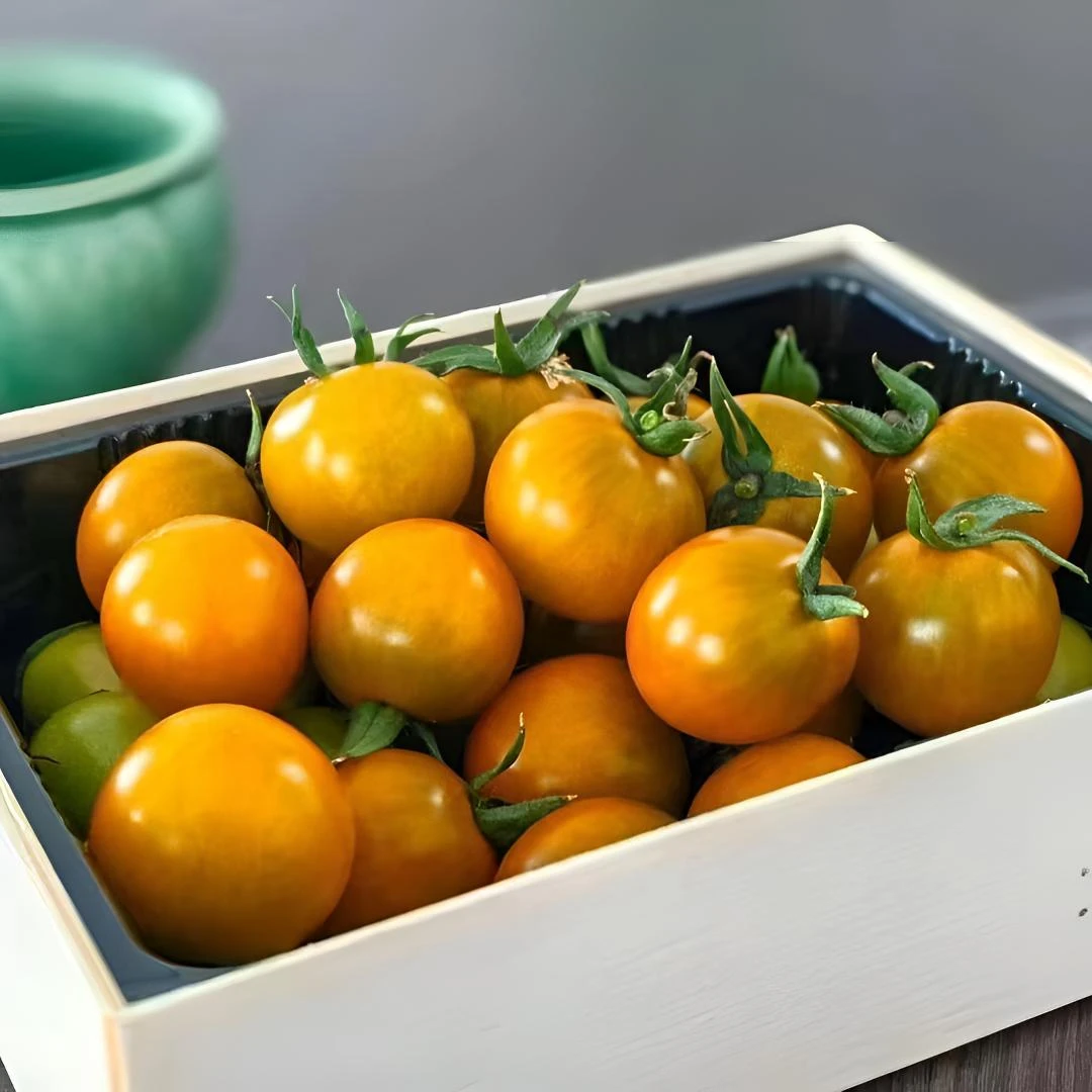 【顺丰速运】寿光新鲜现摘糖珀虎小番茄圣女果4-4.5斤产地直发