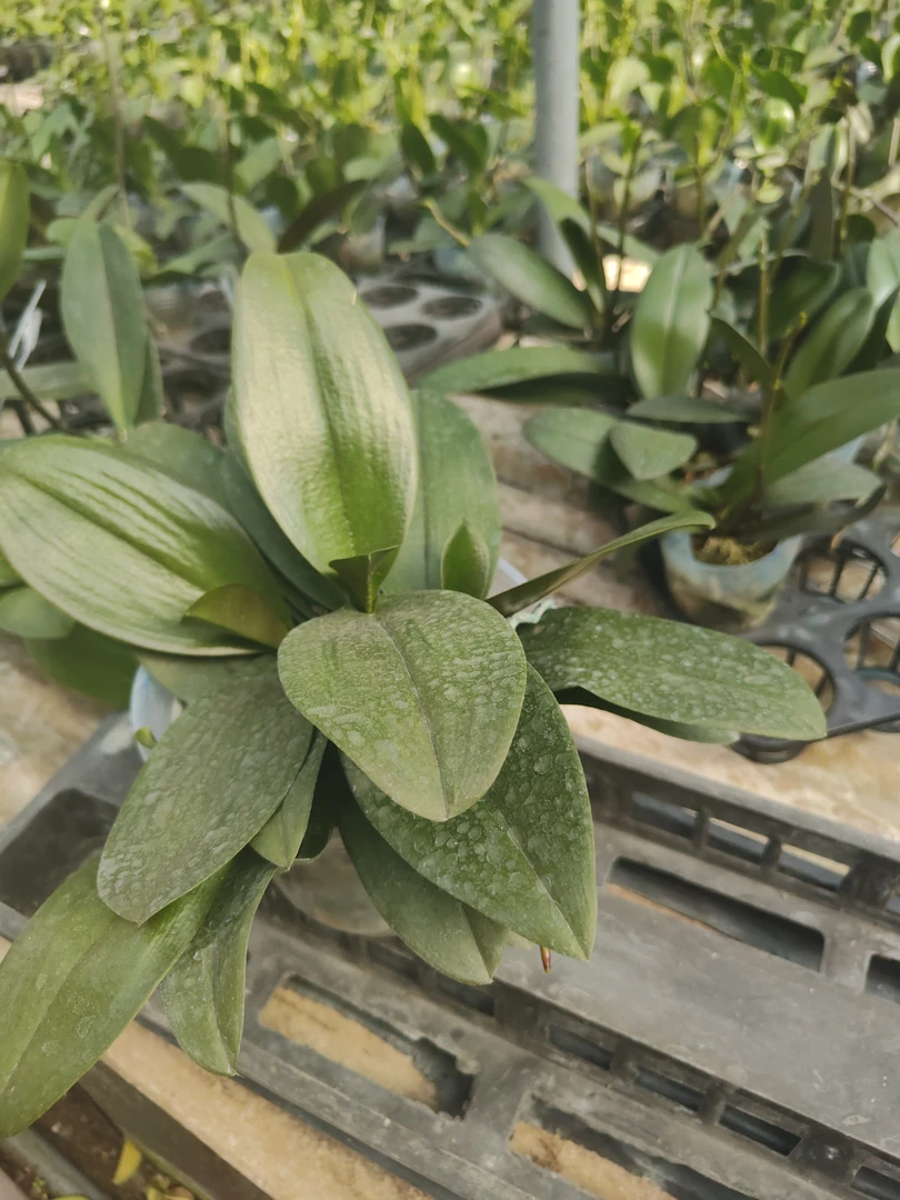 蝴蝶兰，群兰，五寸杯，罗马情人，苗