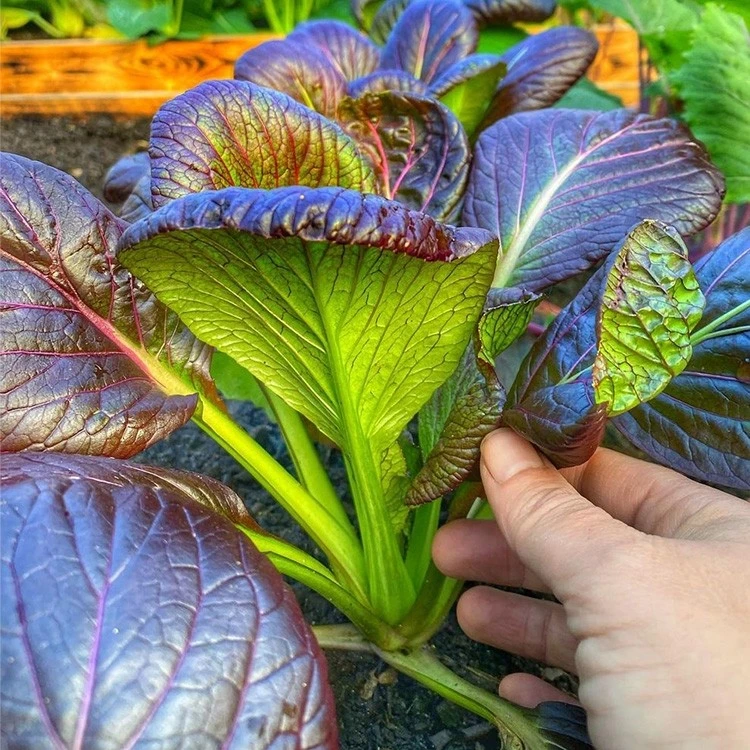 紫色小油菜种子 四季种植青梗菜籽 小青菜种子简单蔬菜庭院种植