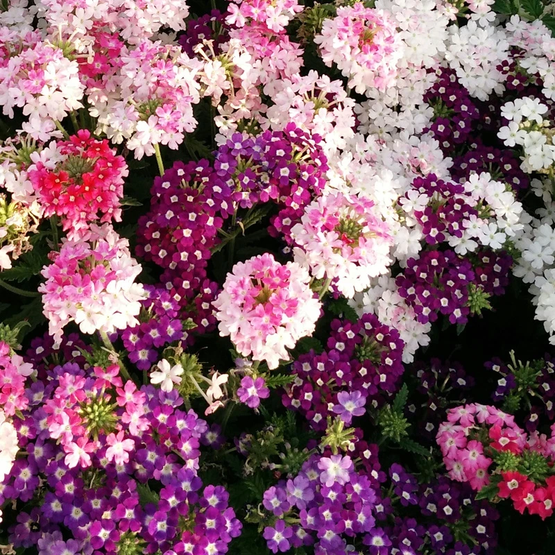 美女樱种子四季播种春播花种子室内阳台盆栽易种植物花籽