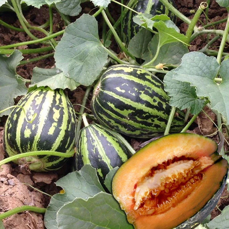 【拍2发3】冰糖甜瓜种子薄皮花瓜香瓜种子四季阳台庭院甜掉牙